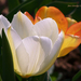 tulipán, fehér és barack