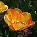 tulipán, piros cirmos