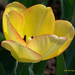 tulipán, sárga szerénység