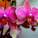 orchidea, vízszintes kettő