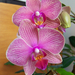 orchidea, függőleges kettő