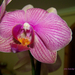 orchidea, egy csíkos