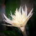 különleges növények, bromélia fehér