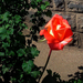 rózsa, egy piros vendég