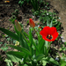 tulipán, virág bimbókkal