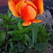 tulipán, virág a Sebaji úton