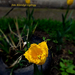 tulipán, cakkos sárga