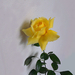 rózsa, sárga rózsaszál