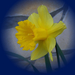 nárcisz, sárga-profil