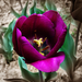 tulipán, a középlila