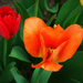tulipán, a narancsos