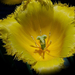 tulipán, a rojtos sárga napozik