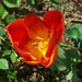 tulipán, bependeredett piros