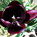 tulipán, feketének kellene lennie