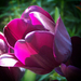 tulipán, hamvas lila