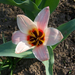 tulipán, indián színekben