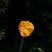 tulipán, önző sárga