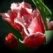 tulipán, rojtos pirosak szúnyoggal