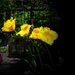 tulipán, rojtos sárgák a napsütésben