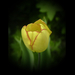 tulipán, sárga, barna szegéllyel