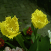tulipán, sárga, rojtos szegéllyel
