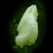 tulipán, védőállás az esőben