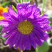 őszirózsa, foltos lila