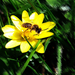 vadvirágok, méhes gólyahír