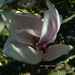 tulipánfa, halvány rózsaszín, virága