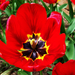 tulipán, vágyakozás