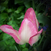 tulipán, lilával satírozott