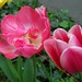 tulipán, rózsaszínesek