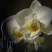 orchidea, sorban az első
