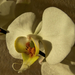 orchidea, sziromkristályok