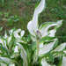 liliom, árnyékliliom bimbója
