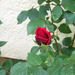 rózsa, a vörös bimbója