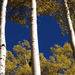 aspen-trees-011pc08tad1jhe173-xl (Medium)