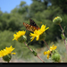 butterfly-yellow-flowers-pc08cad1jal054-xl (Medium)