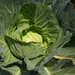 cabbage-india-xl (Medium)