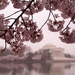 cherry-blossoms-jefferson-memorial-xl (Medium)