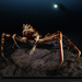 giant-spider-crab-418877-xl (Medium)