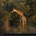 grazing-giraffe-south-africa-249230-xl (Medium)