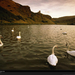 loch-swans-edinburgh-92751-xl (Medium)