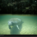 manatee-springs-florida-521177-xl (Medium)