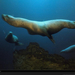 pacific-stellar-sea-lions-508414-xl (Medium)