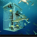 reef-sharks-and-cage-516496-xl (Medium)