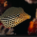 striped-boxfish-indonesia-977797-xl (Medium)