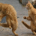 cats dancing-12755 (Medium)