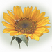 sunflowerforweb