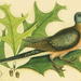 passenger-pigeon2-2181-2181